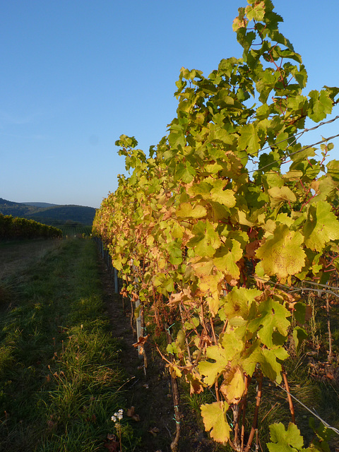 Herbst-Impressionen