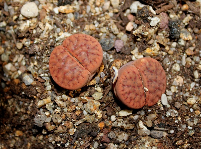 Lithops