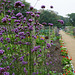 Autumn  Kitchen Garden