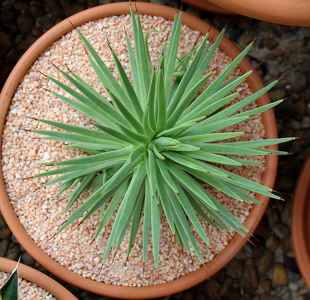 Agave stricta