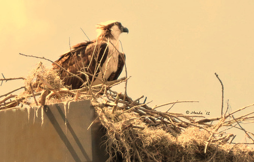 Osprey observing ..