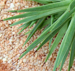 Agave stricta - Détail des feuilles