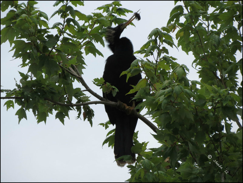 Anhinga profile ..