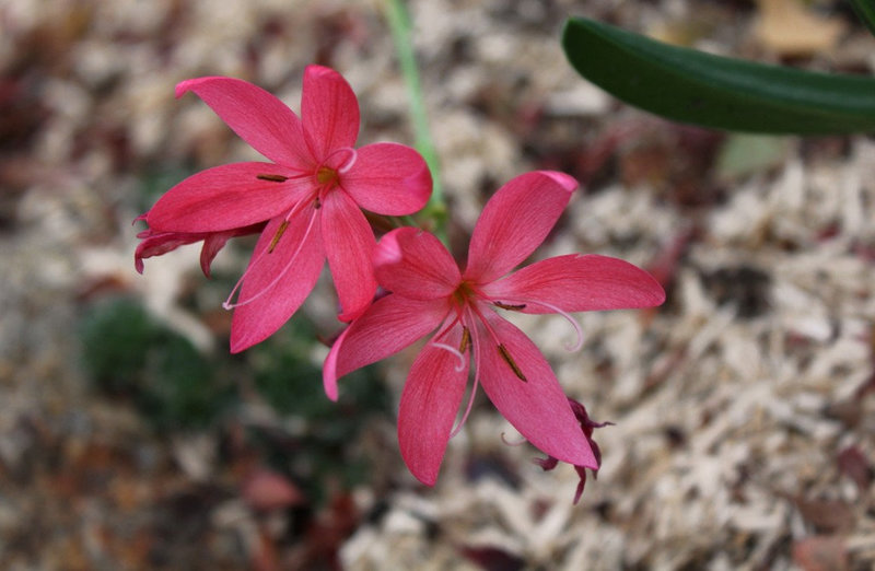 Schizostylis