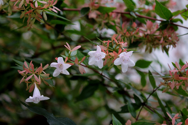 Abelia