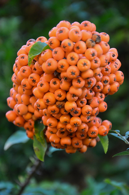 Pyracantha