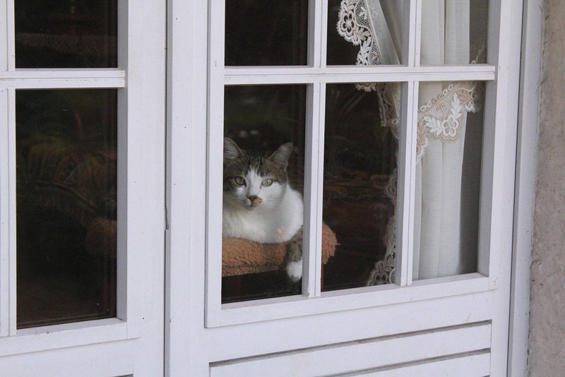 Chatte à sa fenêtre