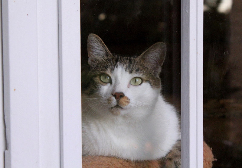 Chatte à sa fenêtre - mimine