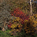 20111104 6834RAw [D~ST] Bunter Herbst, Zoo Rheine