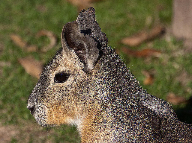 20111104 6832RAw [D~ST] Mara, NaturZoo Rheine