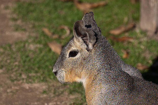 20111104 6831RAw [D~ST] Mara, Zoo Rheine