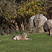 20111104 6827RAw [D~ST] Mara, Zoo Rheine