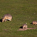 20111104 6825RAw [D~ST] Mara, Zoo Rheine