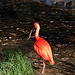20111104 6820RAw [D~ST] Roter Sichler, Zoo Rheine
