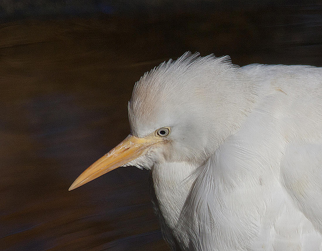 20111104 6819RAw [D~ST] Kuhreiher, Zoo Rheine