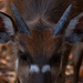 20111104 6813RAw [D~ST] Sitatunga-Antilope, Zoo Rheine