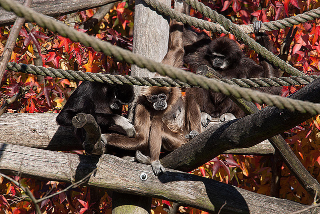 20111104 6811RAw [D~ST] Weißhandgibbon, Zoo Rheine