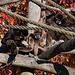 20111104 6811RAw [D~ST] Weißhandgibbon, Zoo Rheine