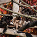 20111104 6810RAw [D~ST] Weißhandgibbon, Zoo Rheine