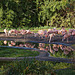 20111104 6800RAw [D~ST] Chile-Flamingo, Zoo Rheine