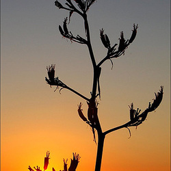 Ombre chinoise Ombre chinoise