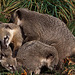 20111104 6799RAw [D~ST] Südamerikanischer Nasenbär (Nasua nasua), Zoo Rheine