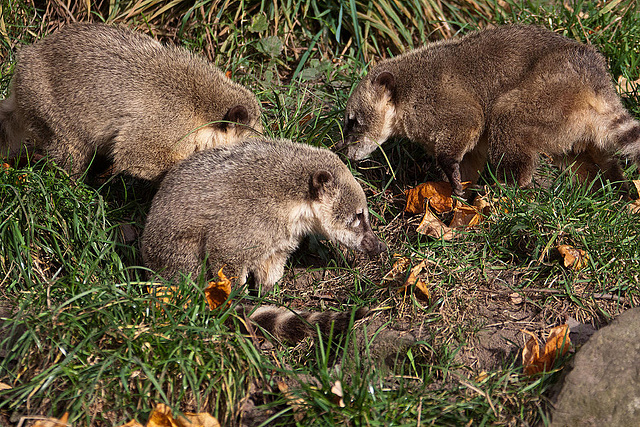 20111104 6798RAw [D~ST] Südamerikanischer Nasenbär (Nasua nasua), Zoo Rheine