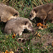 20111104 6798RAw [D~ST] Südamerikanischer Nasenbär (Nasua nasua), Zoo Rheine