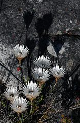 Blumen auf dem Plateau des Tafelberges
