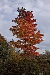 20111104 6797RAw [D~ST] Herbstfarben, Baum, Zoo Rheine