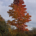 20111104 6797RAw [D~ST] Herbstfarben, Baum, Zoo Rheine