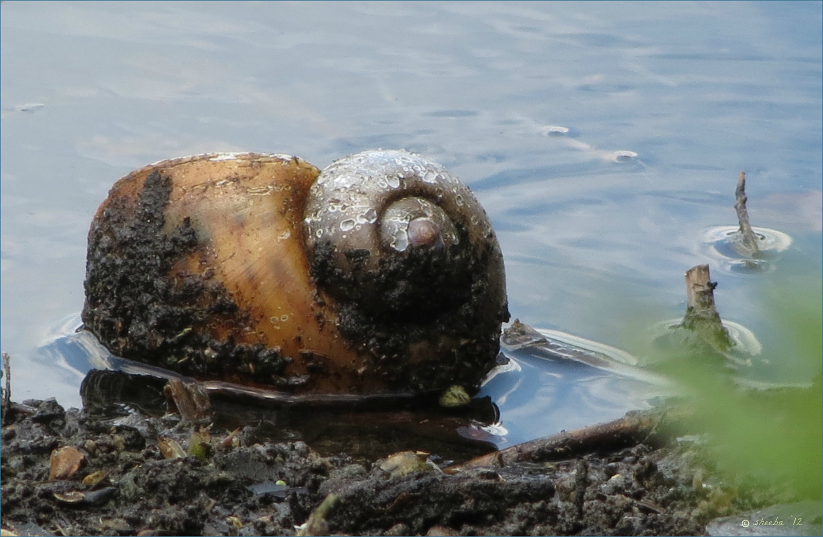shell ...