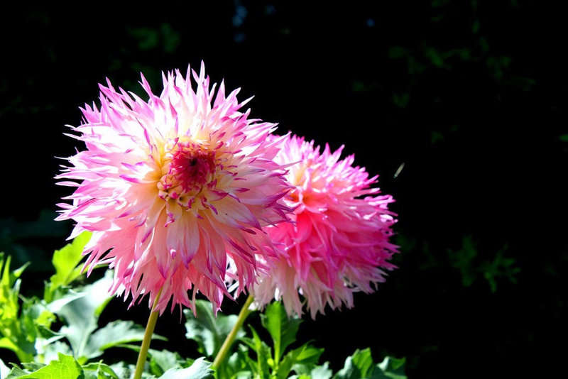 Dahlia Anne Marie 2