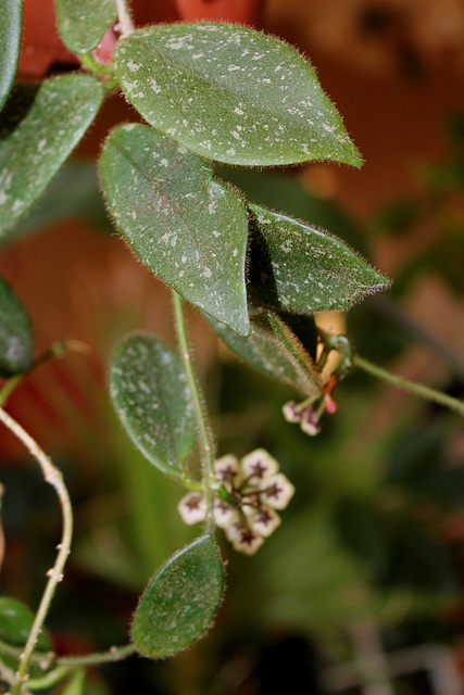 Hoya thomsonii (4)