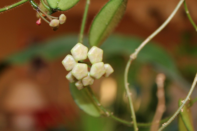 Hoya thomsonii (3)