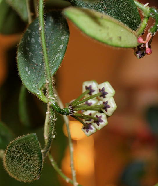 Hoya thomsonii (2)