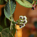 Hoya thomsonii (2)
