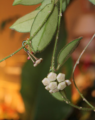 Hoya thomsonii