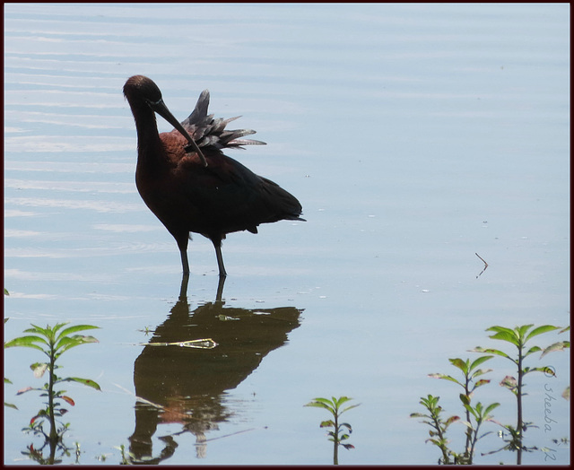 .. from one kind of reflection to a reflection preening