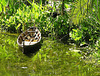 Garden with boat