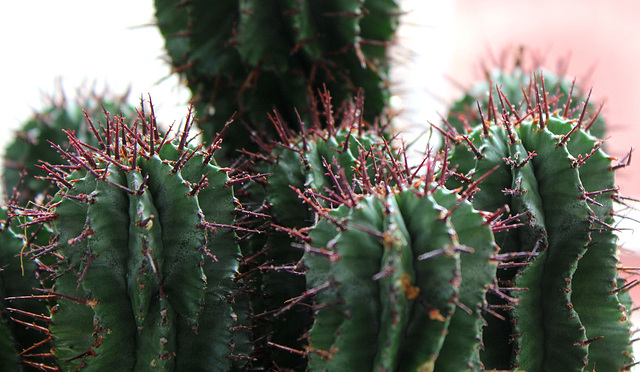 euphorbia horrida