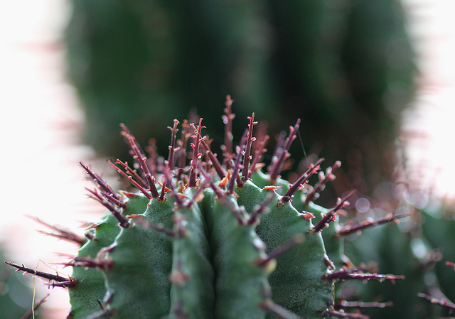 euphorbia horrida