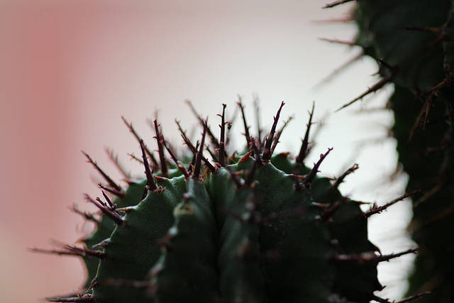 euphorbia horrida