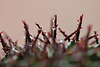 euphorbia horrida