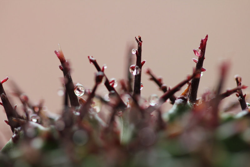 euphorbia horrida
