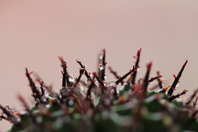 euphorbia horrida