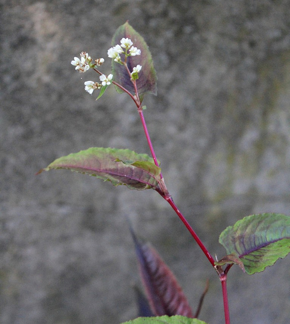 Persicaria microcephala "red dragon"