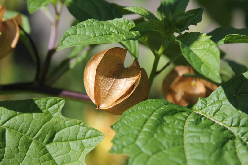 Nicandra- fruit