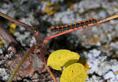 Eriogaster ?  Lasiocampa quercus - Eriogaster catax ??????