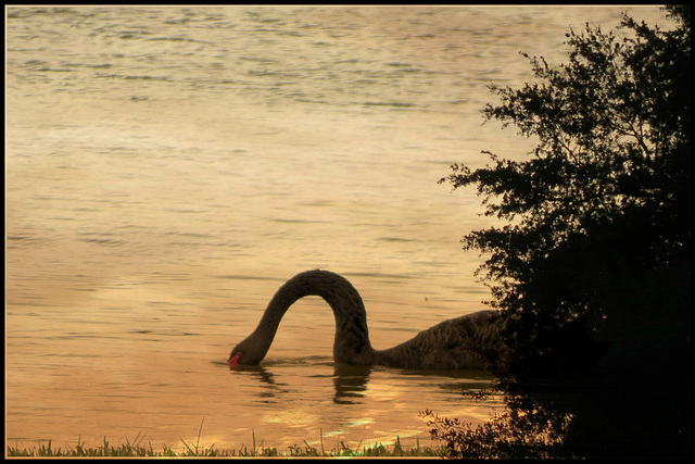 at sunset .. a swan ..